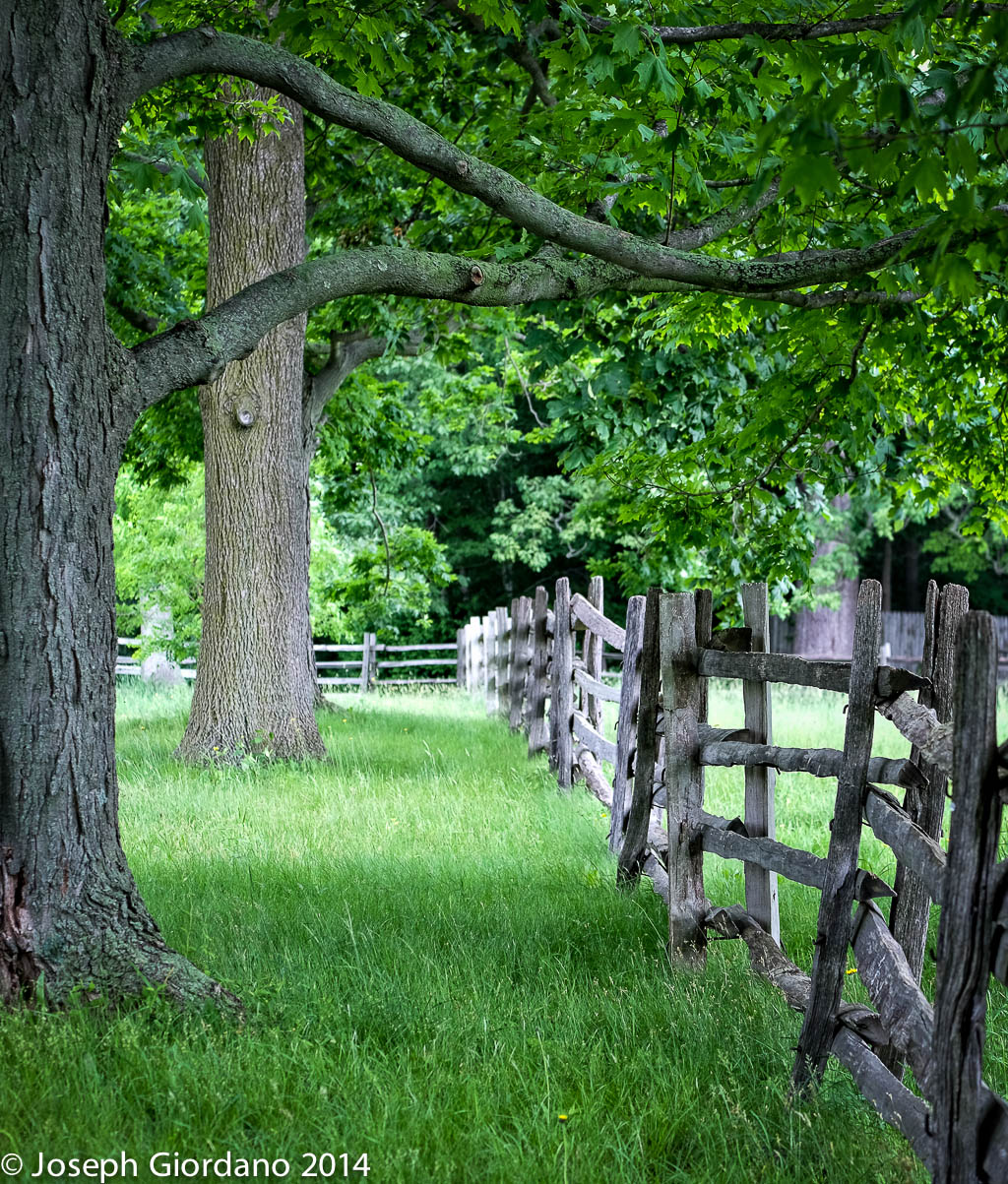 WoodsWalkTwo