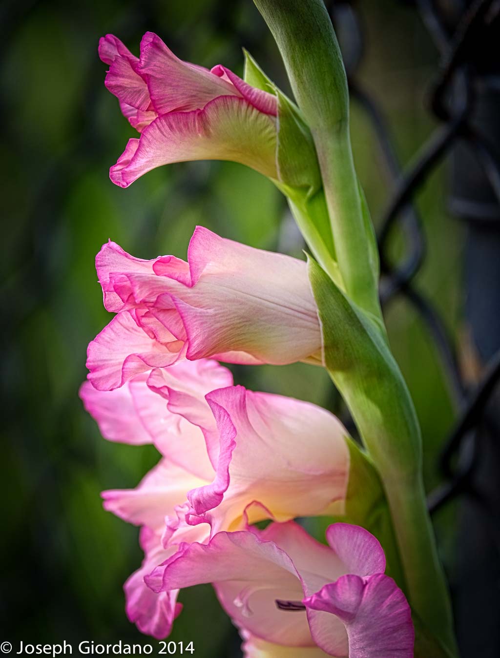 Gladiolous (1 of 1)