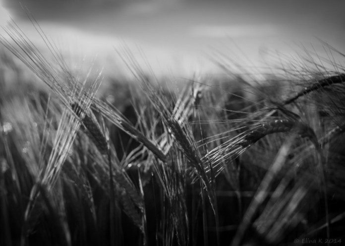 wheat_ElinaK