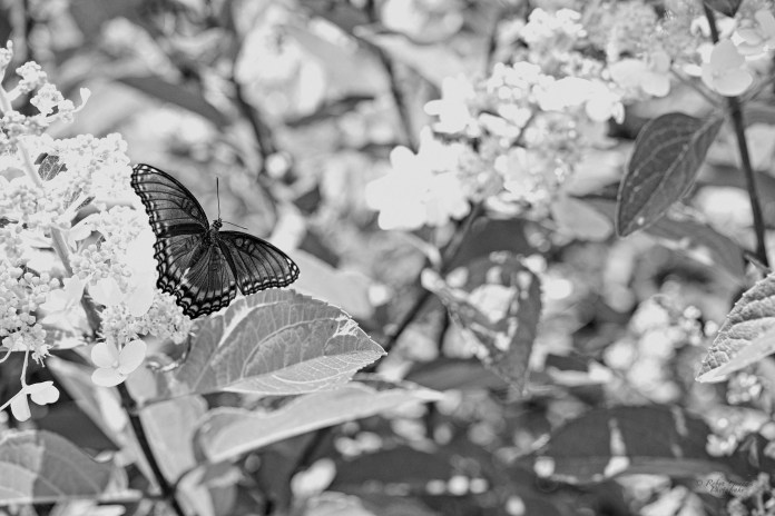 Butterflies and Hydrangeas II