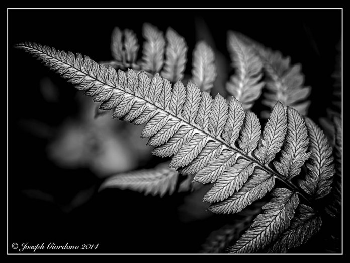 FernTextureBW-Border