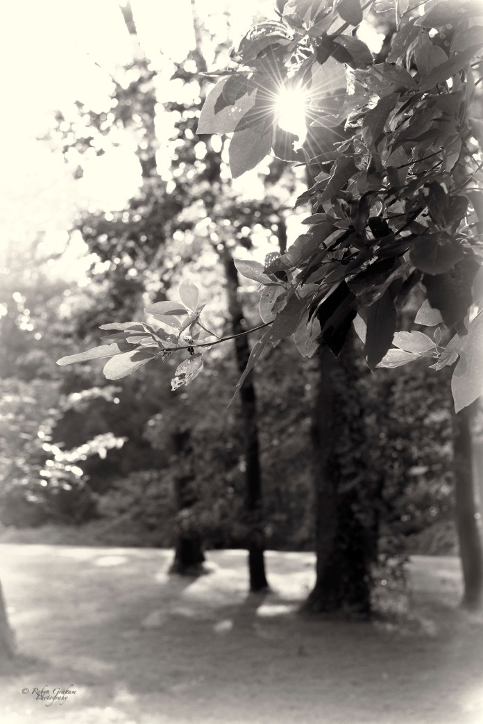 A Rest Under the Trees - with a Sunburst to Please