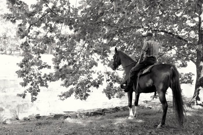 The Arabian and his Rider II