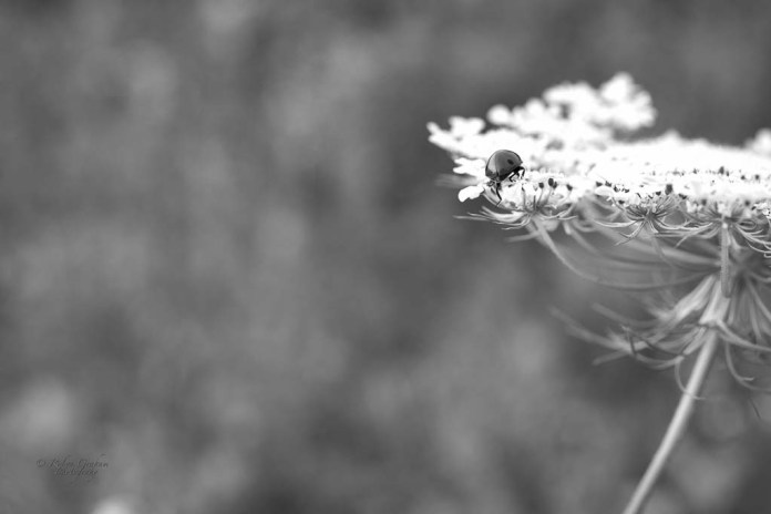 Uphill Climb ss 1/100  f 9.0   ISO 400 60mm macro