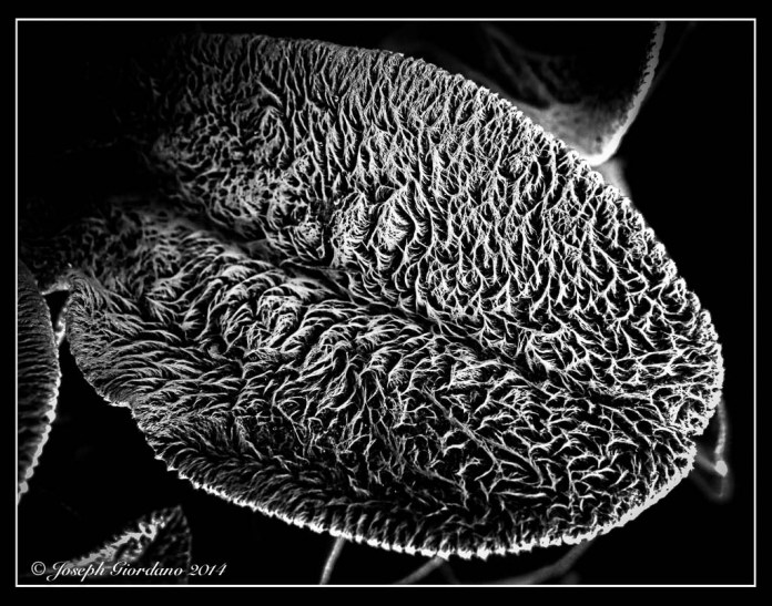 LambsEarTwo (1 of 1)