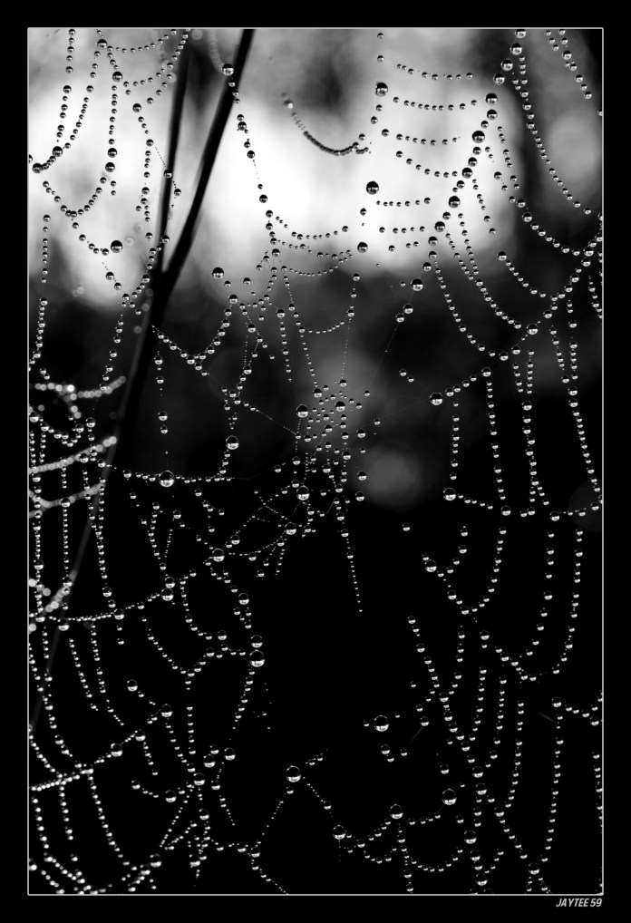 sundaymorningdew_jaytee59_15bw