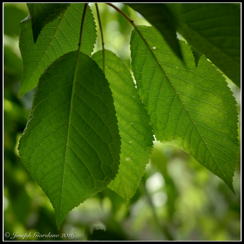 GreenLeaves