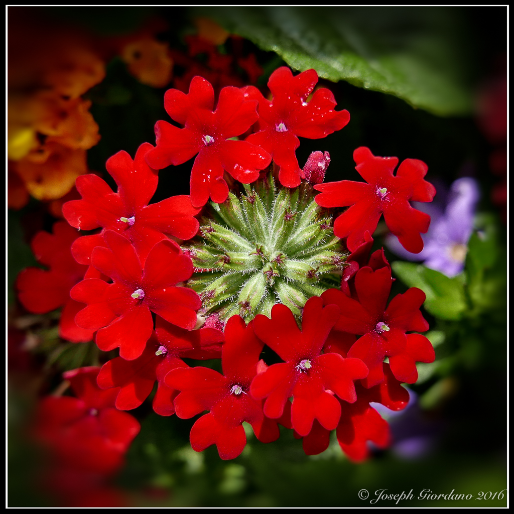 View Red Seeing Red | The Visual Chronicle