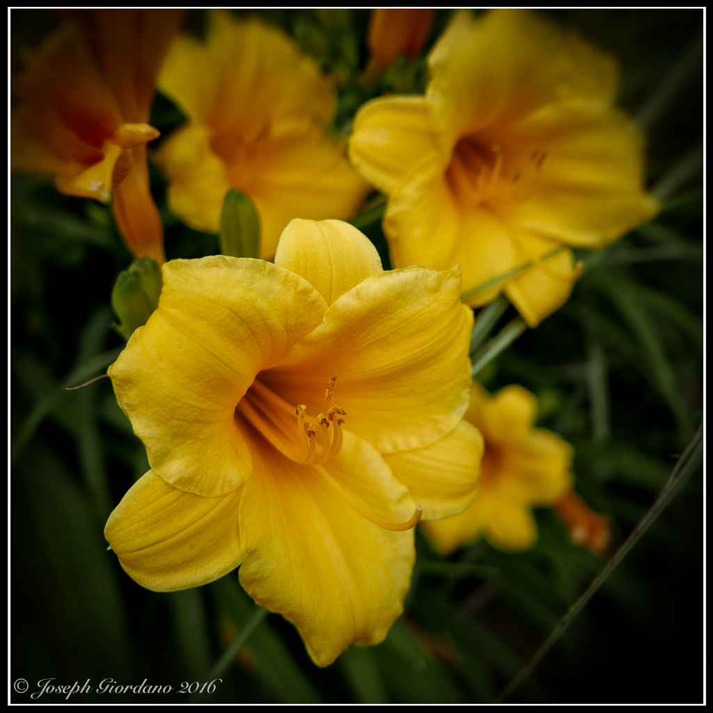 Stelladoro-Leica-Color