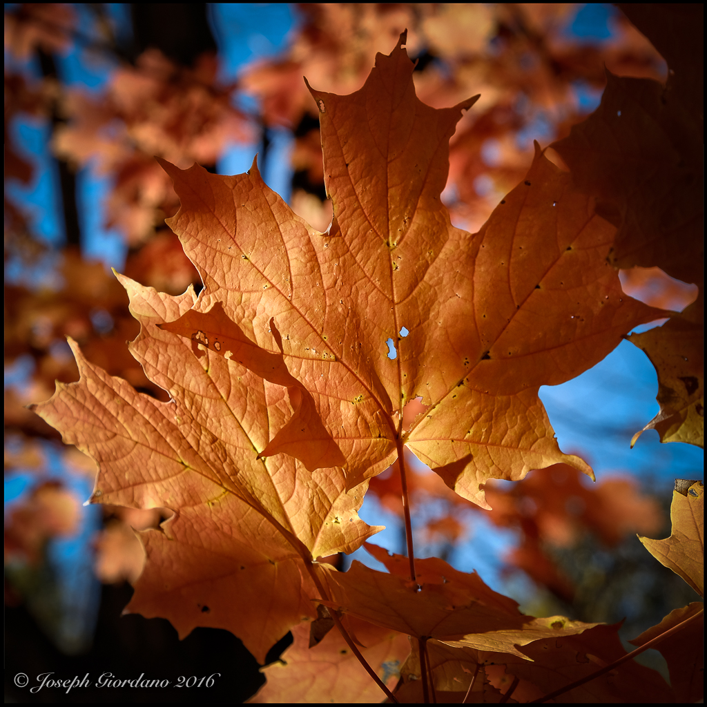 belmontautumn-2