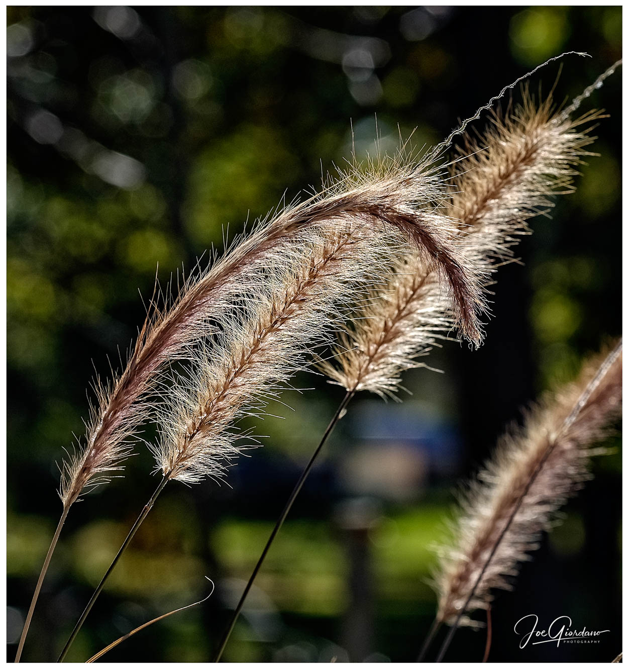 Backlit | The Visual Chronicle